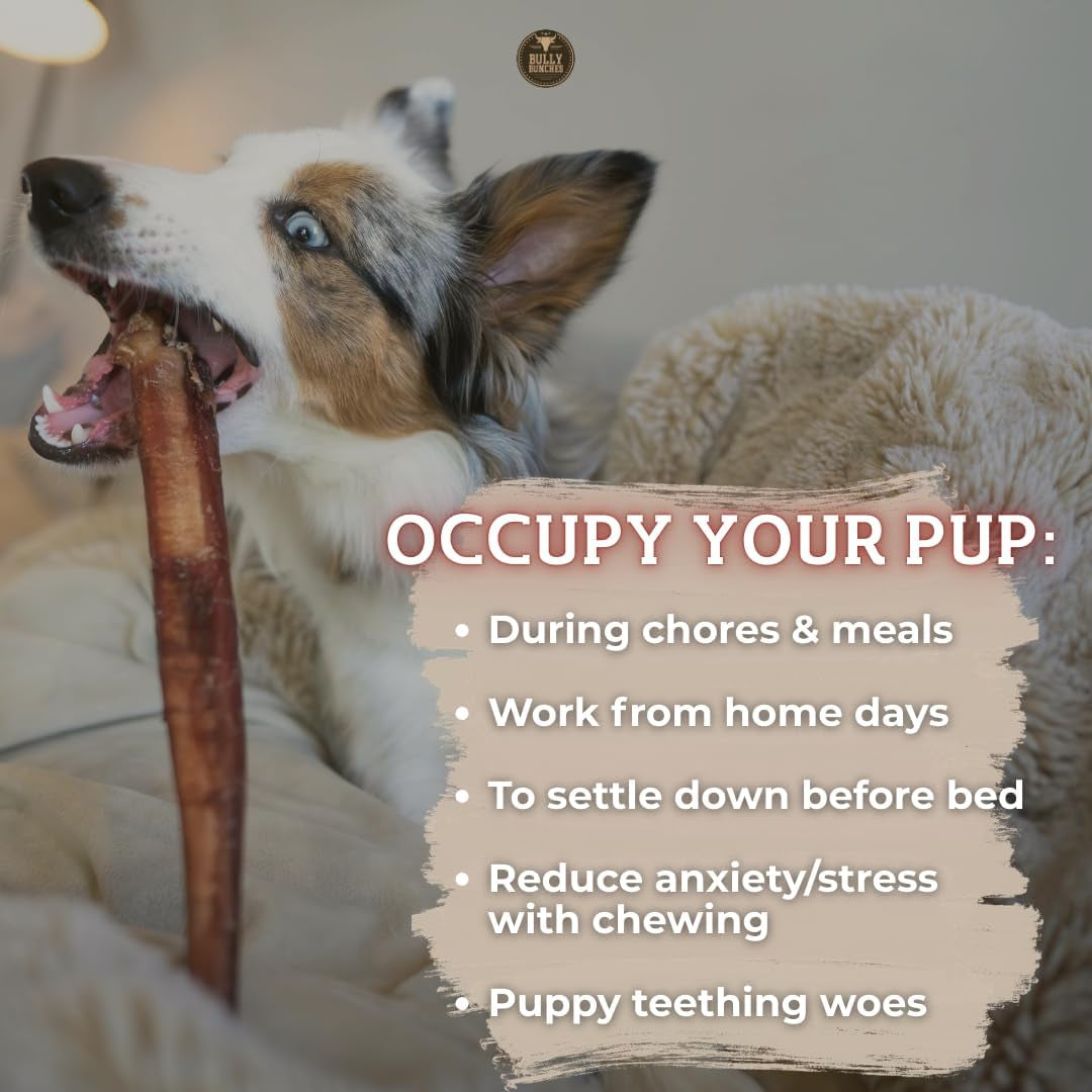 Premium (6" Standard - 5 Pack) Odour-Free, Consistently Sized Bully Sticks for Small & Medium Dogs & Puppies, Long-Lasting Oral Care Chews, All-Natural Single-Ingredient Beef, No Rawhide