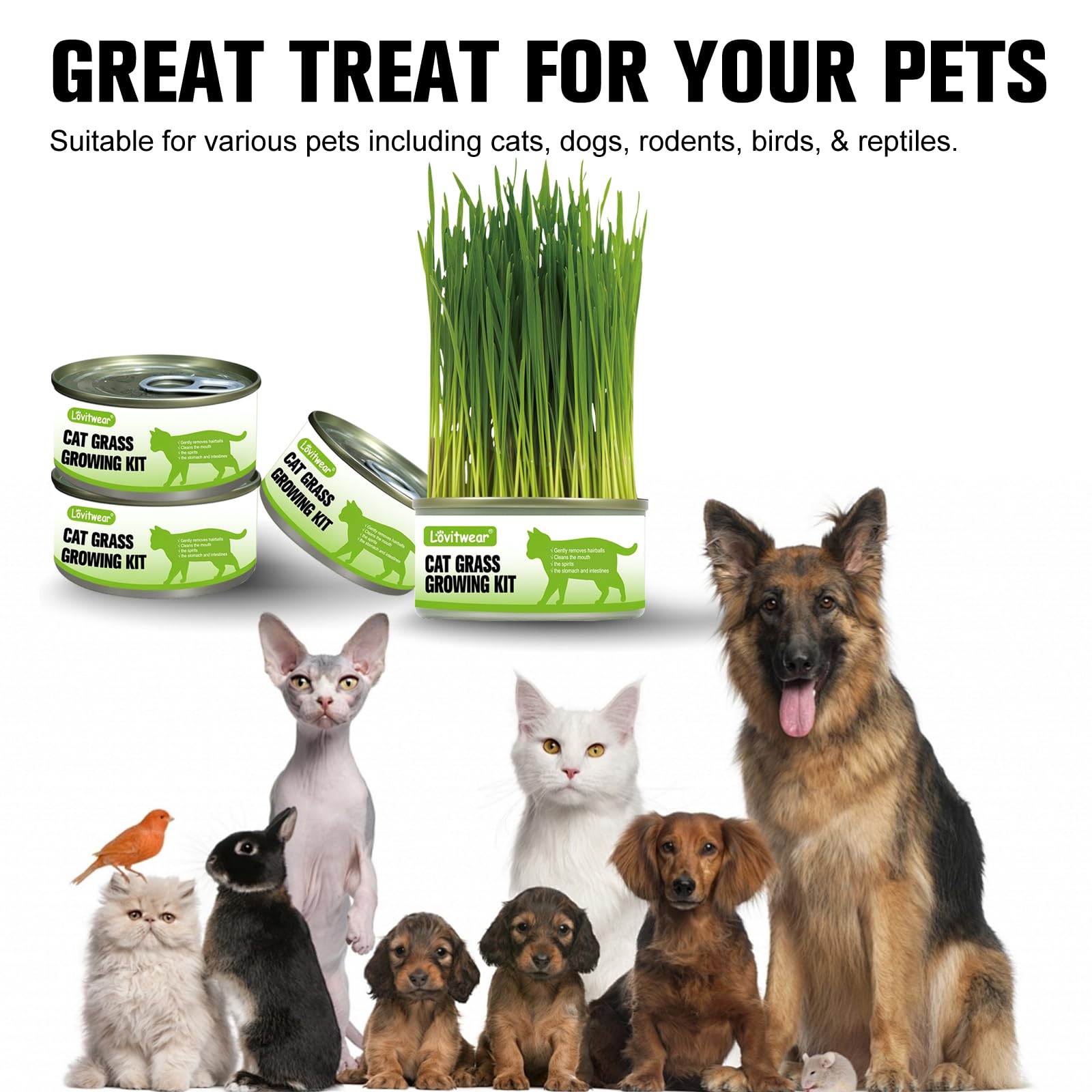 Premium Cat Grass Growing Kit - 4-Pack, Easy Planting for a Natural Treat for Cats and Other Pets