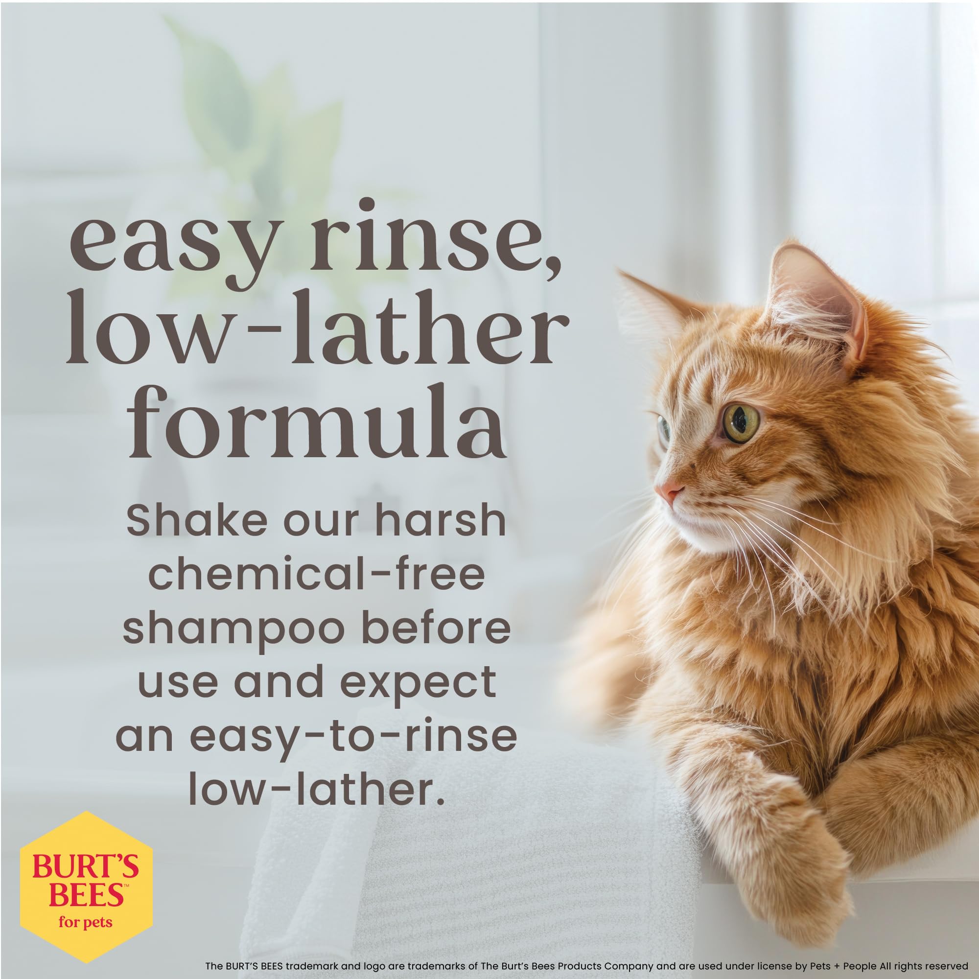 Burt's Bees for Cats Hypoallergenic Cat Shampoo with Shea Butter & Honey | Best Shampoo for Cats with Dry or Sensitive Skin | Cruelty Free, Sulfate & Paraben Free, pH Balanced for Cats - 10 Fl Oz