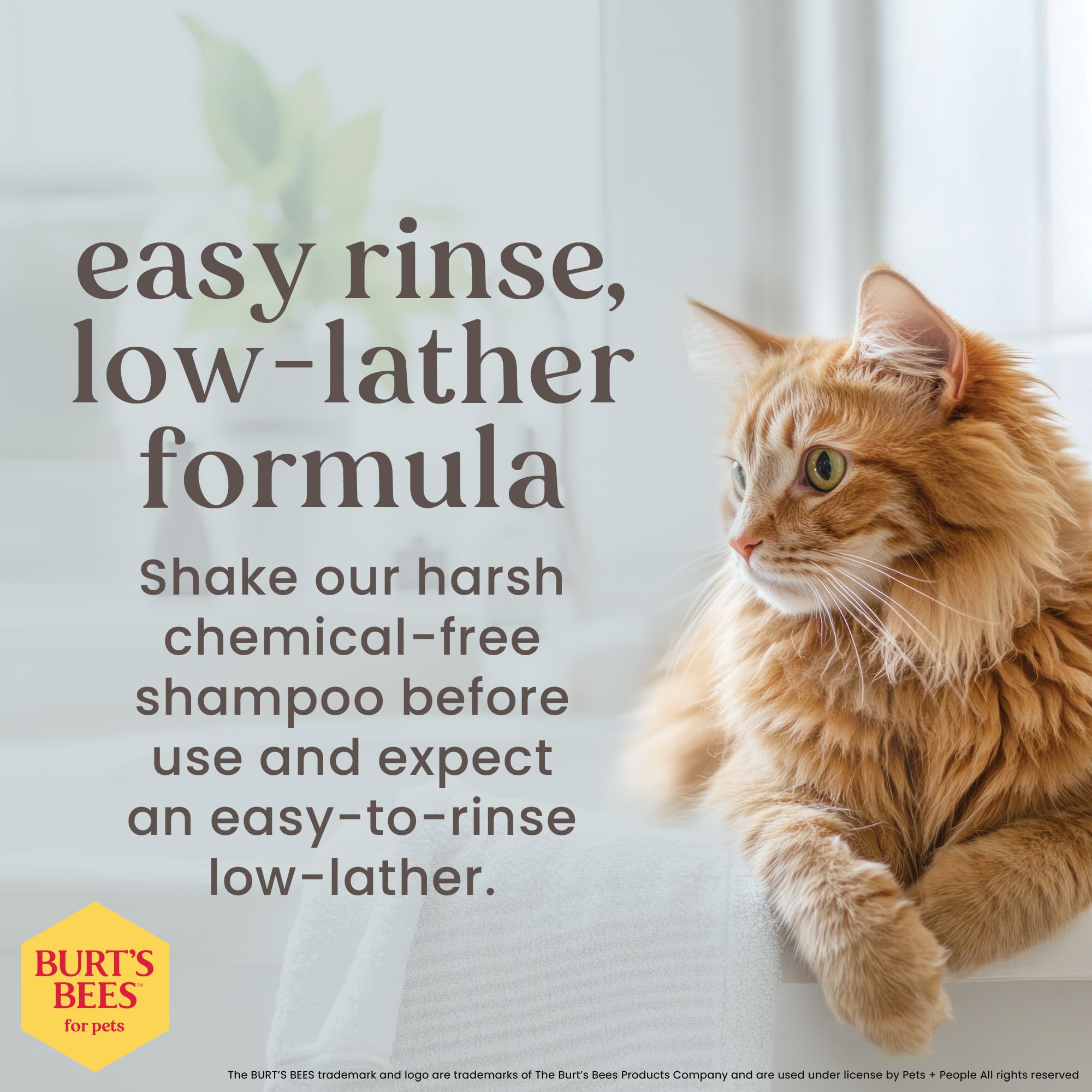 Burt's Bees for Cats Hypoallergenic Cat Shampoo with Shea Butter & Honey | Best Shampoo for Cats with Dry or Sensitive Skin | Cruelty Free, Sulfate & Paraben Free, pH Balanced for Cats - 10 Fl Oz