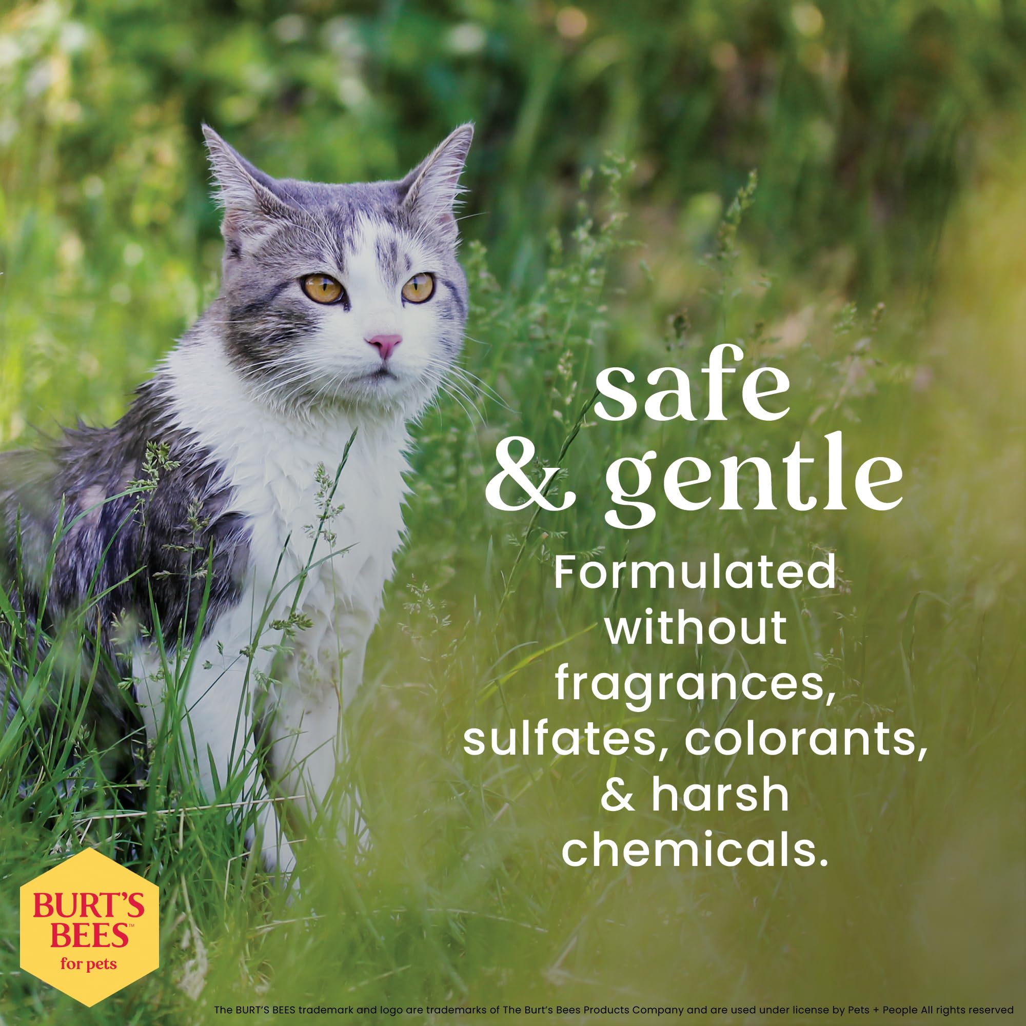 Burt's Bees for Cats Hypoallergenic Cat Shampoo with Shea Butter & Honey | Best Shampoo for Cats with Dry or Sensitive Skin | Cruelty Free, Sulfate & Paraben Free, pH Balanced for Cats - 10 Fl Oz