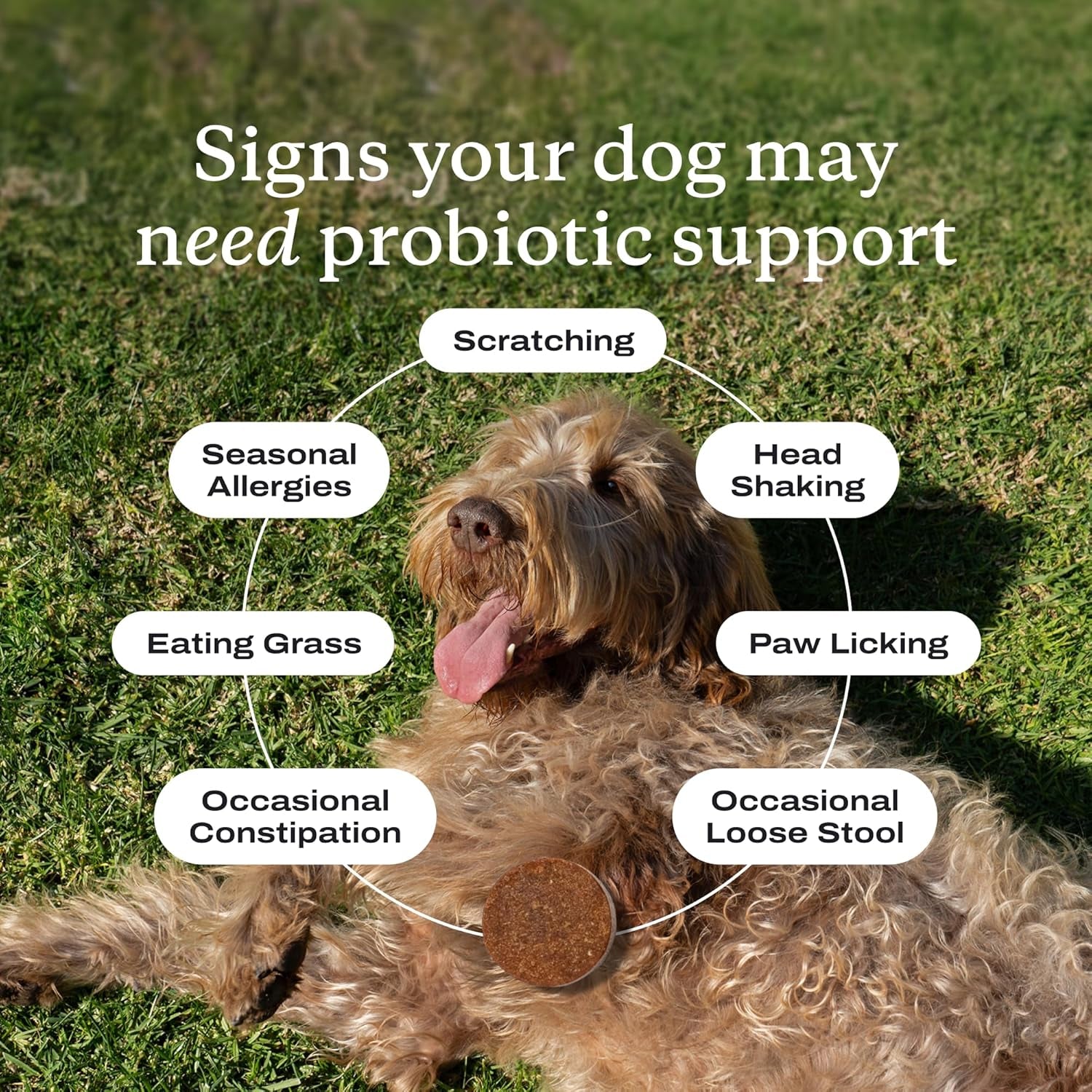 Probiotics for Dogs, Support Gut Health, Occasional Diarrhea, Digestive Health & Seasonal Allergies - Pork Flavor - 30 Soft Chews - Packaging May Vary