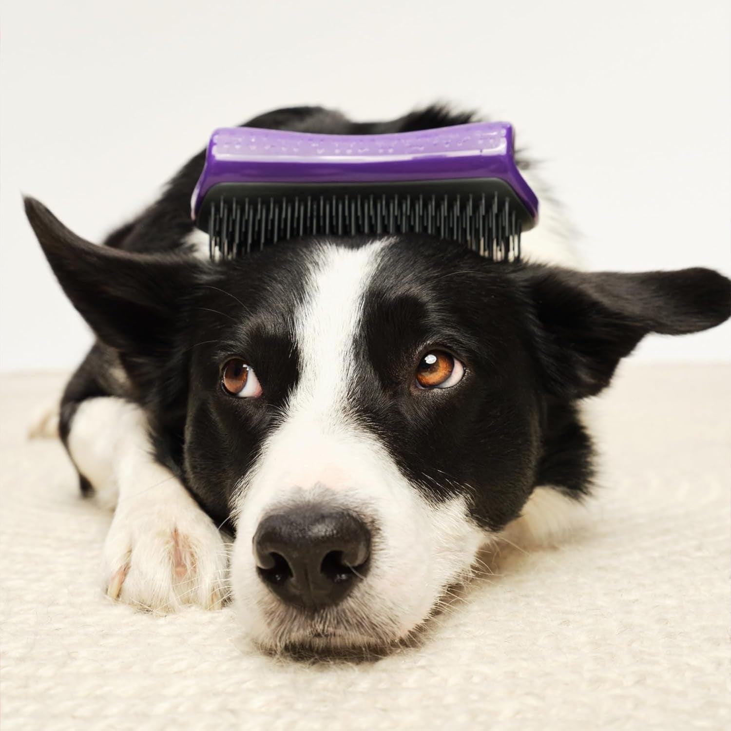 De-Shedding Dog Brush by Tangle Teezer, Dog Grooming Tool for Long Haired Breeds and Wet or Dry Fur, Large, Purple & Gray